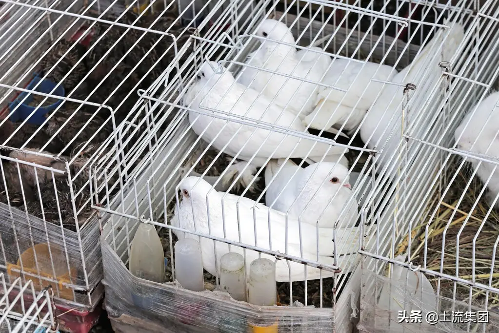 养鸽子的成本和利润（1000对肉鸽一年利润）