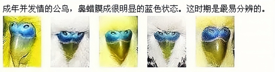 虎皮鹦鹉怎么区分公母，图文解说，包涵全部成长周期图片！必看！