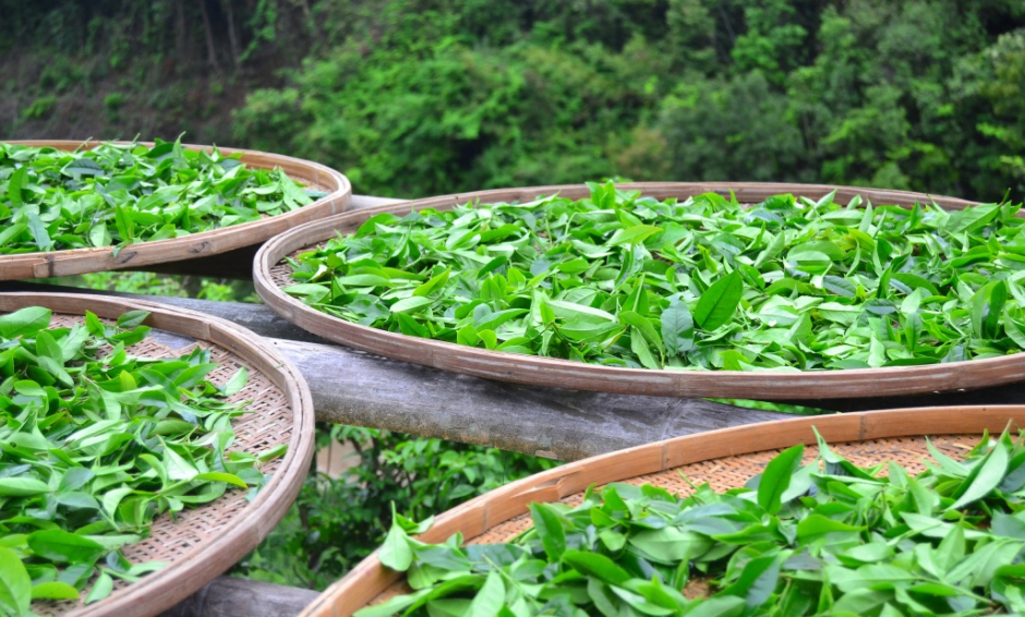 现在茶叶店生意好做吗 卖茶叶利润有多大