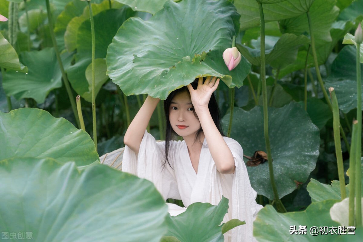 唯美采莲情诗12首：一花与一叶，开花叶正圆