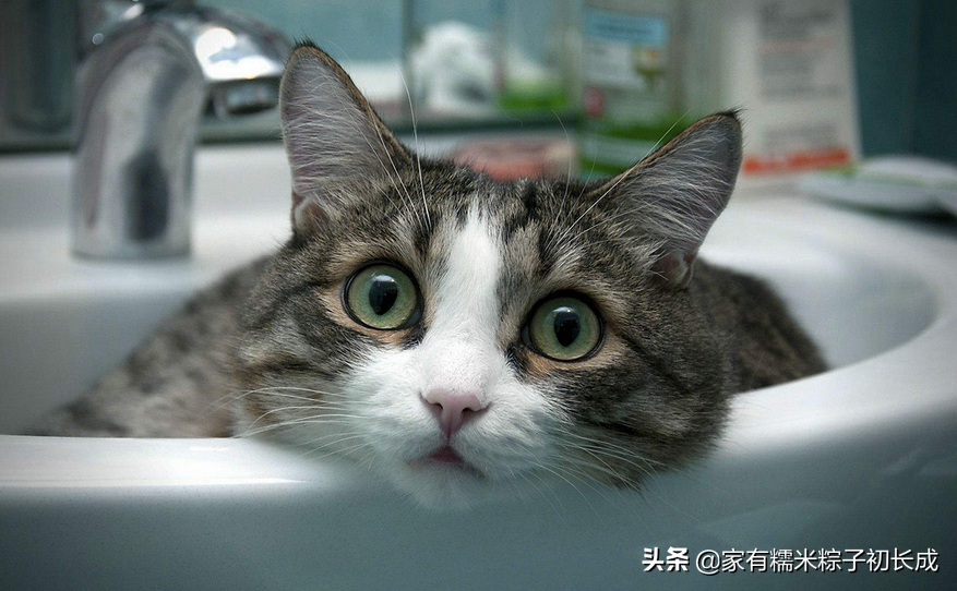 从无到有，拥有一只猫咪，猫咪生病征兆篇一