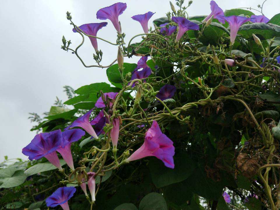 牵牛花的习性(看惯了普通花色，换牵牛花试试，开盲盒般的惊喜花色)