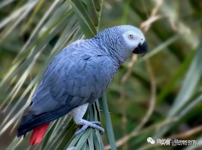 非洲灰鹦鹉图片（最聪明的鸟类之非洲灰鹦鹉介绍）