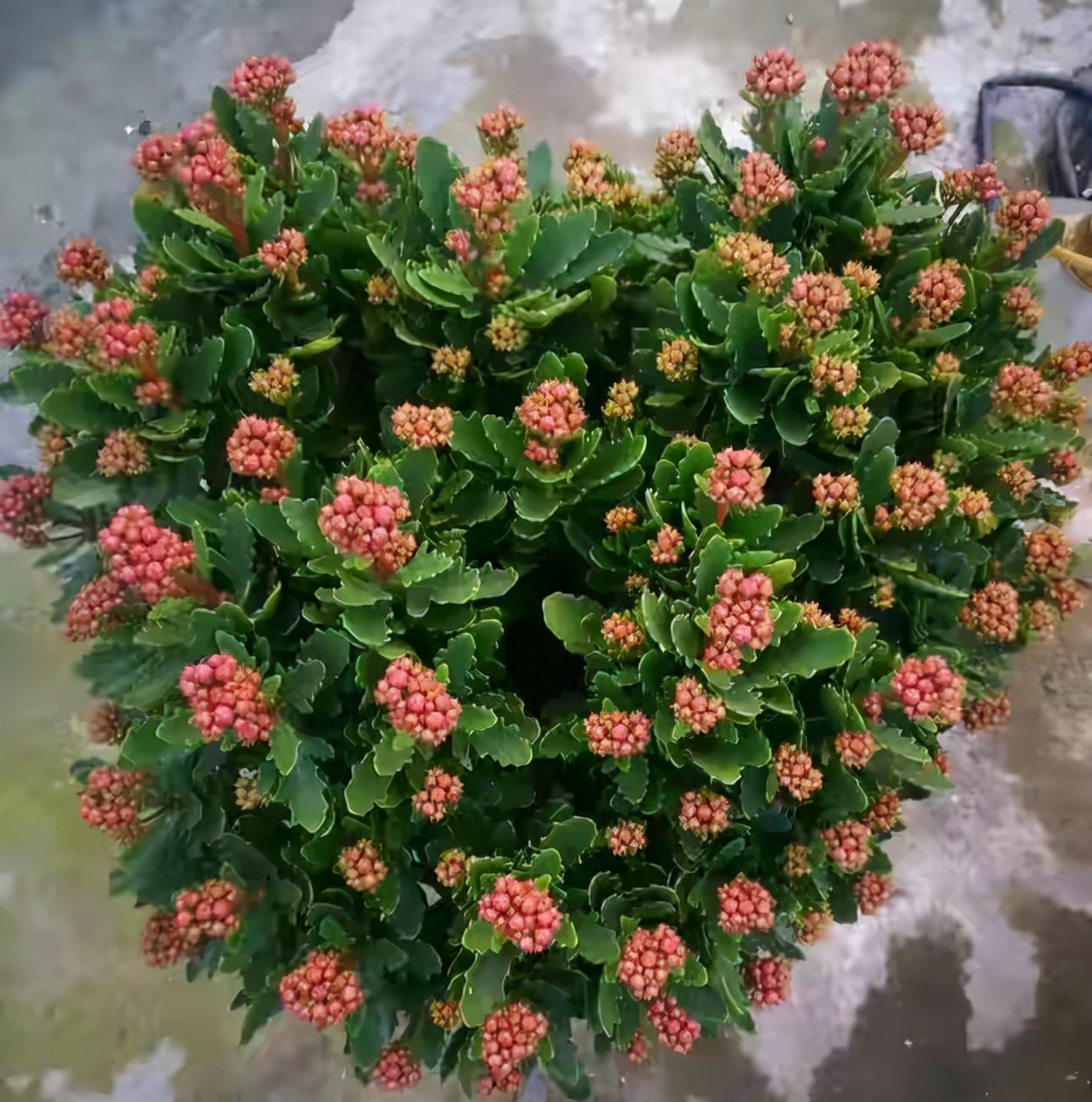 20种“懒人”花草,阳台客厅必备,好养好看,还能净化空气