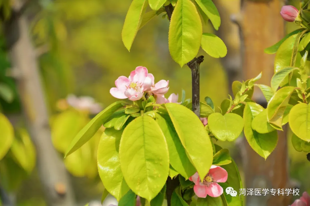 菏泽医学专科学校牡丹，又是姹紫嫣红开遍