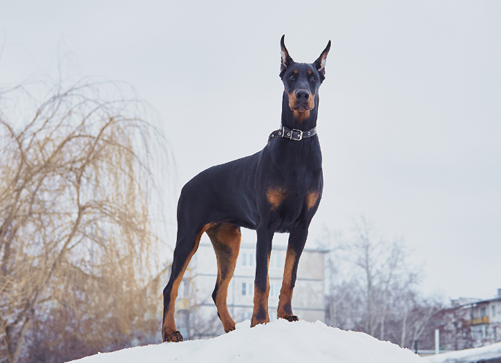 养杜宾犬,要知道的6件事,你能接受吗?