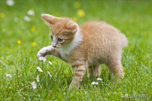 咏猫诗词精选三十三首 吸猫雅事，古已有之