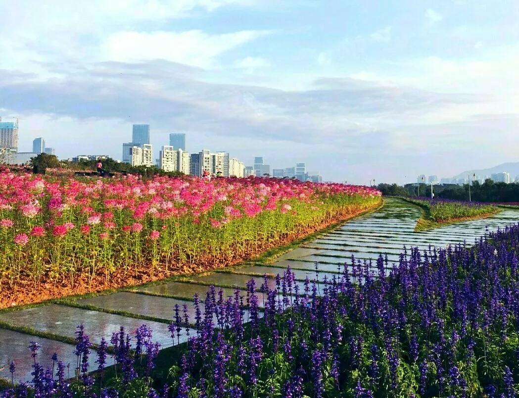 深圳10个免费特色花海公园，人少景美地铁直达，知道的人不多