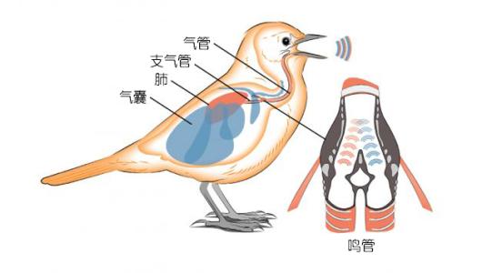 鸟的结构图内脏图片