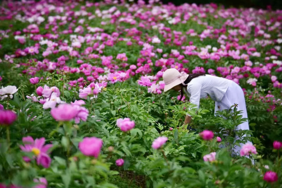 30000亩芍药花开！成都出发1.5h，免费赏花、徒步、游山…绝了
