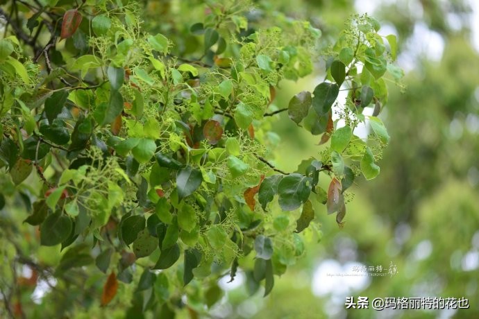 沁香中，恼人的香樟树落叶季又到了 | 植物笔记