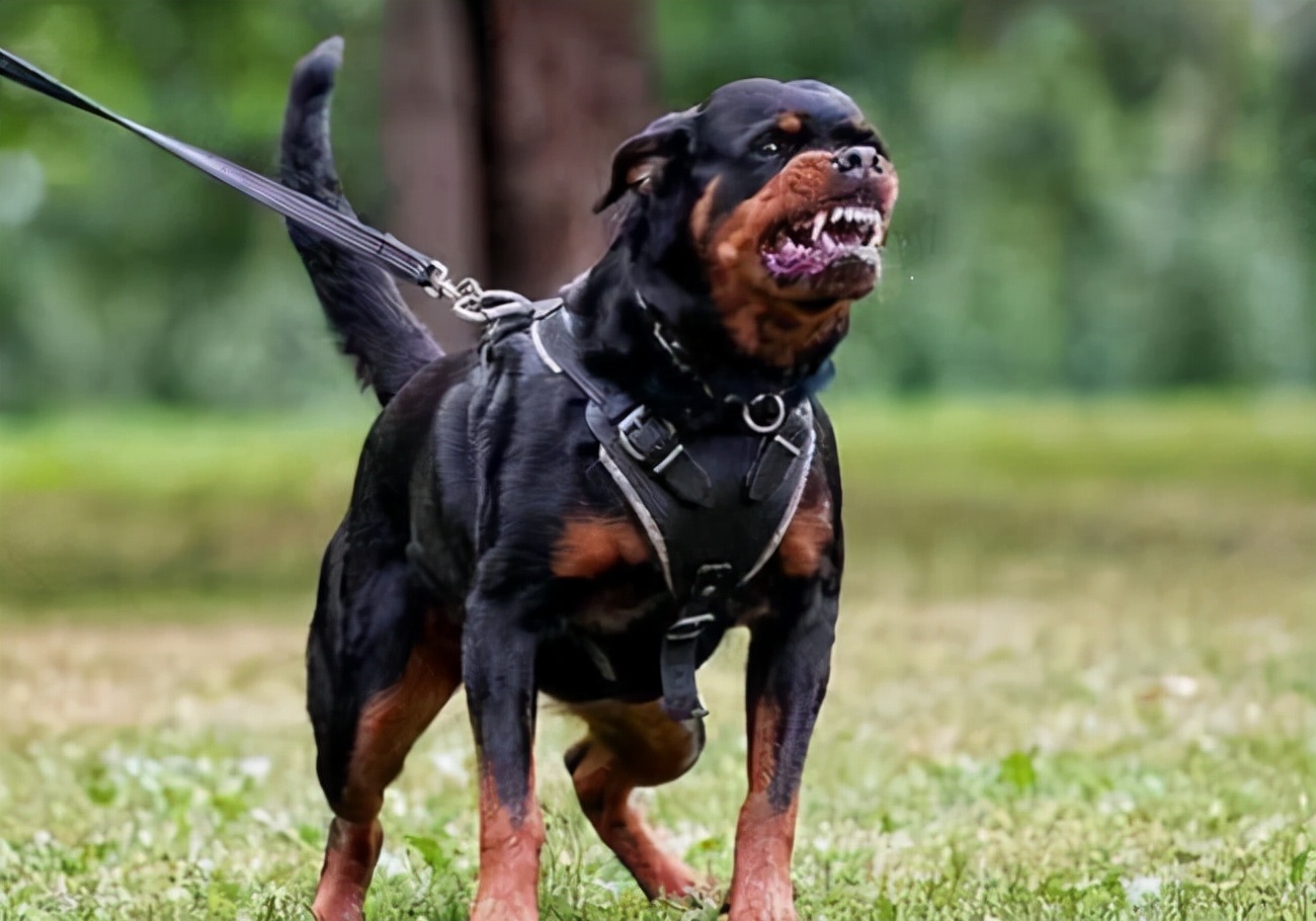 十大猛犬是哪些（世上最凶猛的10大恶犬介绍）