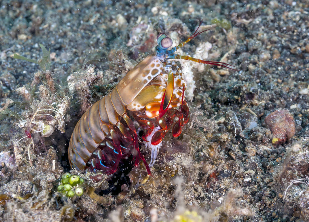 雀尾螳螂虾图片(图文讲解雀尾螳螂虾的真实样子)