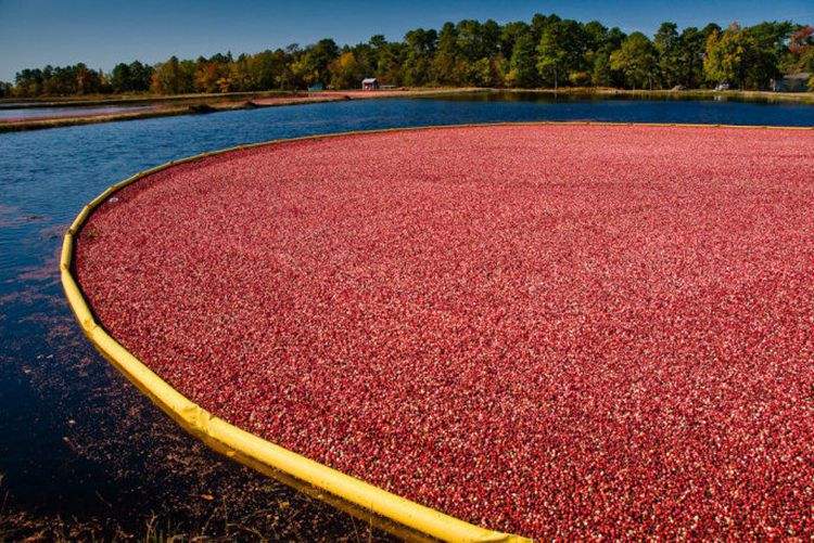 人称“北国红豆”，采摘方式特别，一斤90元，农民为何不种？