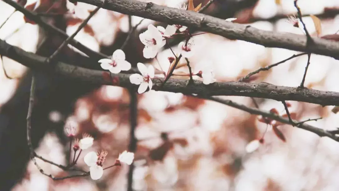 纵使时光流逝 我已不在你的身旁 我的母校市三中