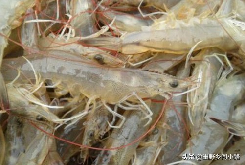 淡水蝦養殖,淡水蝦養殖成本與利潤