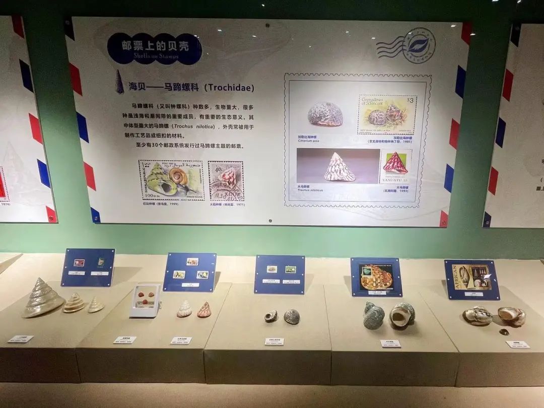 贝壳和贝壳的制造者（一）：它们的名字