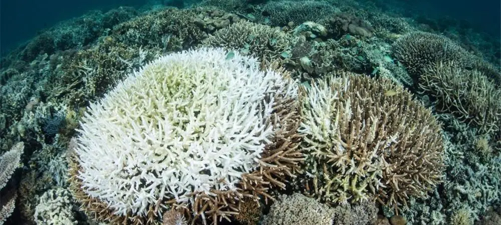 你对海洋了解吗？不要错过这个生物多样性环保创意大赛！