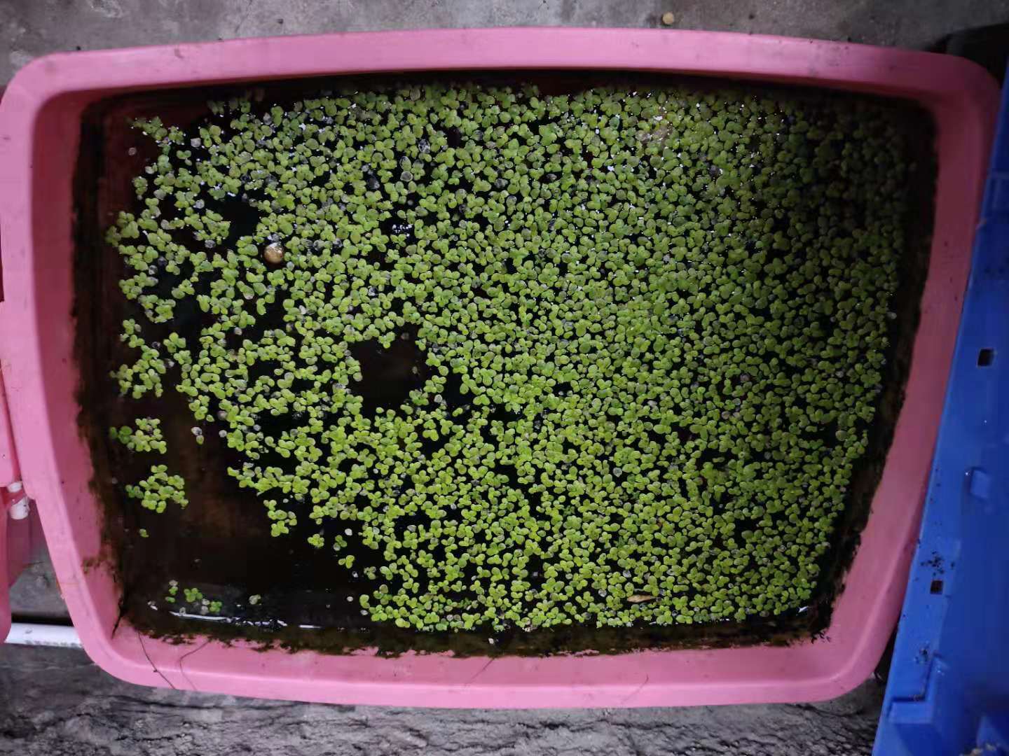 孔雀魚生小魚,孔雀魚生小魚要多久才能生完