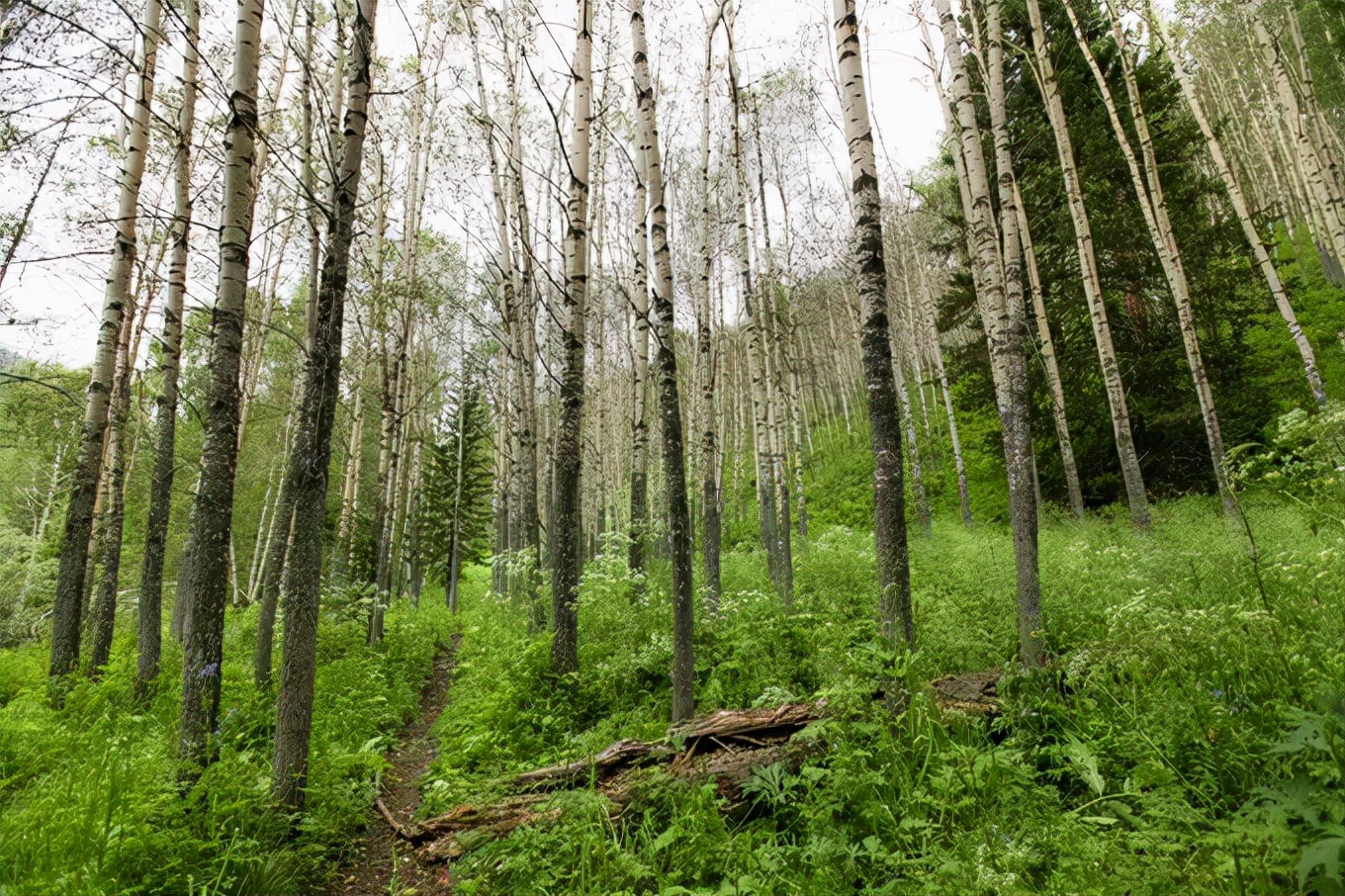 北疆四季：远在远方的风比远方更远（新疆）
