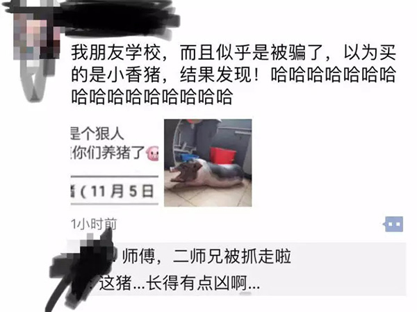 大学生在宿舍养猪被通报批评：因猪长太大被发现