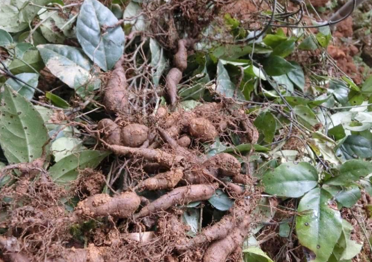 金丝吊葫芦的功效与作用-我的快乐小窝