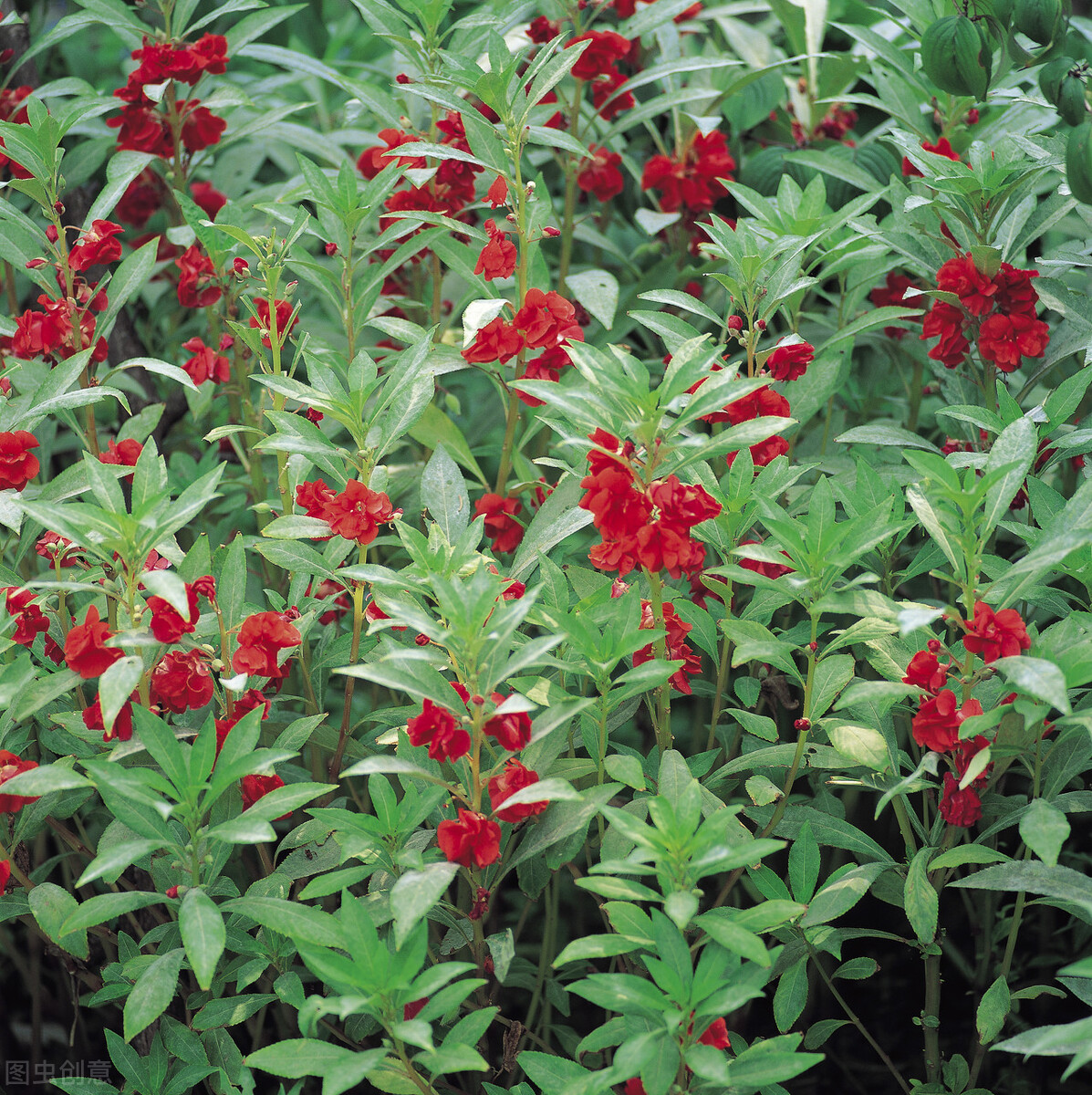 夏季农村庭院,种植这几种花草不但好看,而且还能防蛇进家