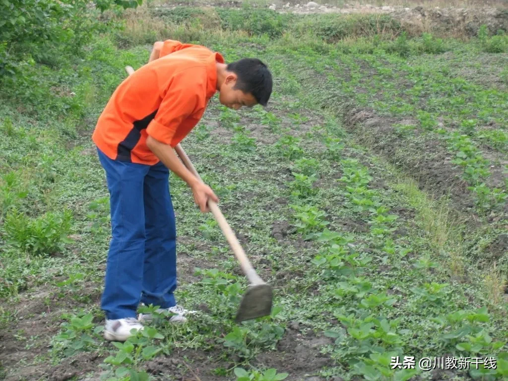 邓忠君：扎根四川大学锦城学院学生农场的“现代农夫”