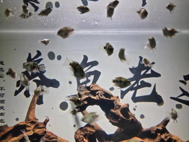 当鎏金金鱼邂逅蝶尾，两天后画风突变，鱼缸里乱成一锅粥