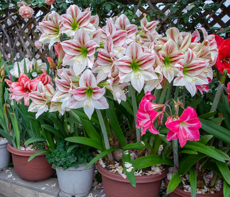 20种“懒人”花草，阳台客厅必备，好养好看，还能净化空气