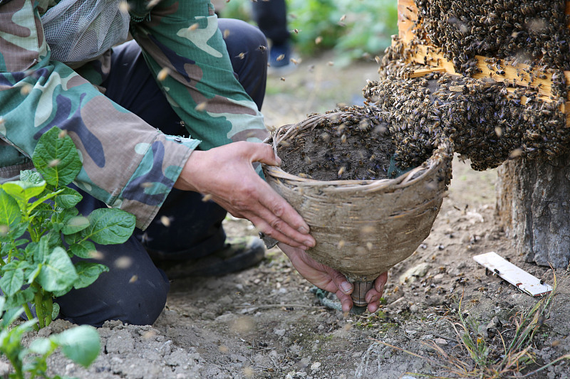 冬天蜜蜂巢脾怎么养详细介绍干货