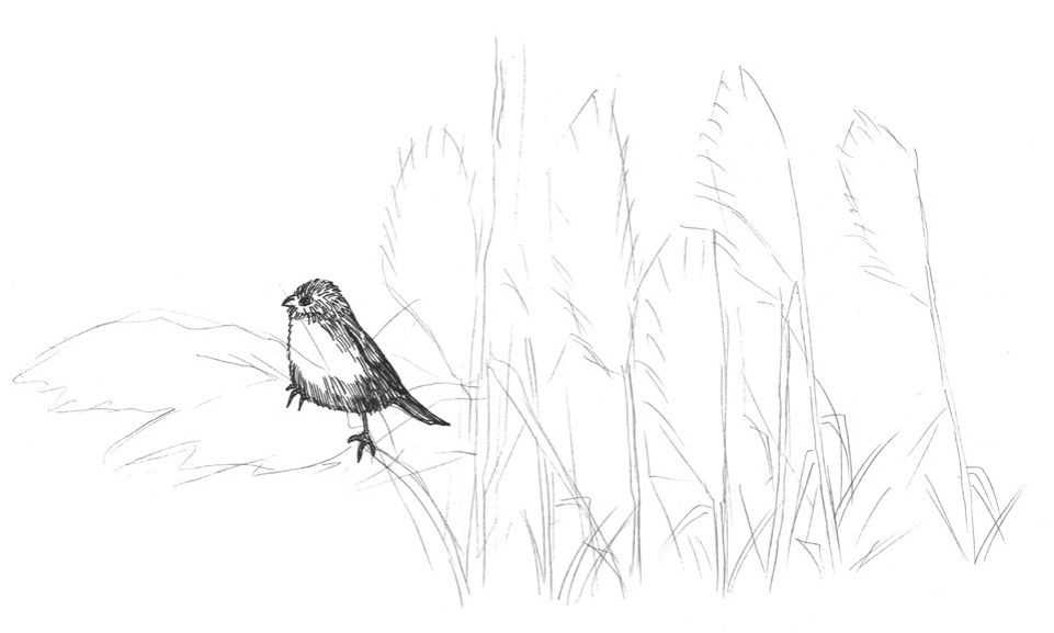 听说你不会画芦苇钢笔画，视界教你画芦苇，简单易学，快来临摹