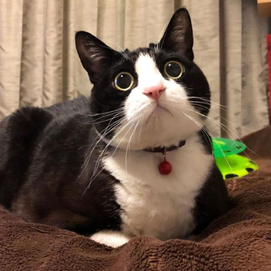 奶牛长毛猫怎么养小技巧记得收藏