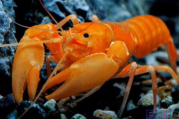 sbike动植物百科:十大美丽适合作为宠物饲养的淡水鳌虾品种