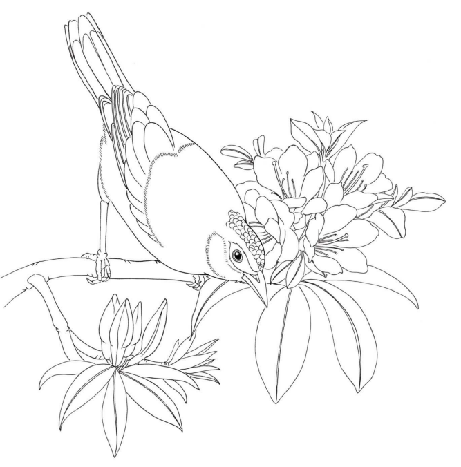 黑白花鸟线描100例(第九篇)