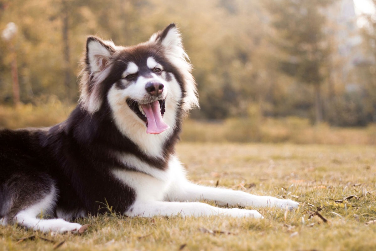 现在为什么阿拉斯加犬没人养了,这几点都足够让你怕了