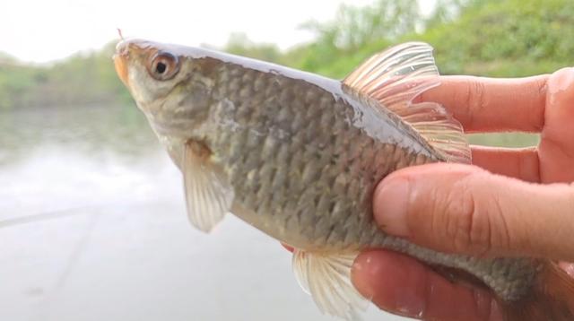 石鲮鱼为什么那么受钓友欢迎?关键是它有"独特"两大优点!
