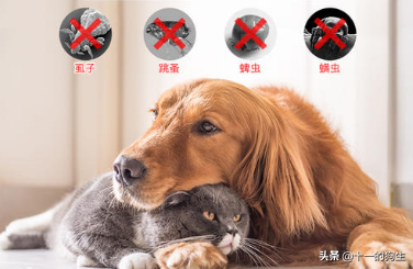 跳蚤不是个好东西，对你和狗而言都不是，那如何治疗与预防挑在呢