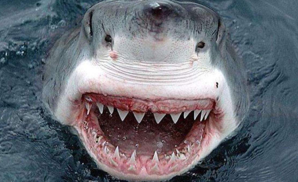 还是鲨鱼?大象?鳄鱼?