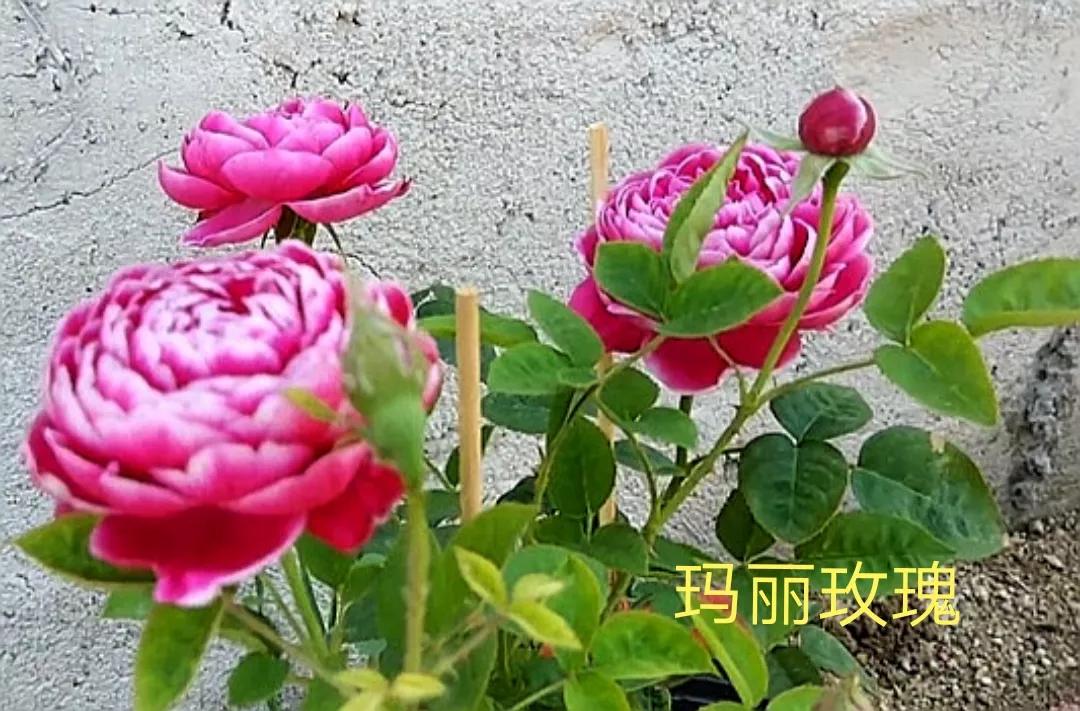 茶花女月季图片大全（常见切花月季品种一览）