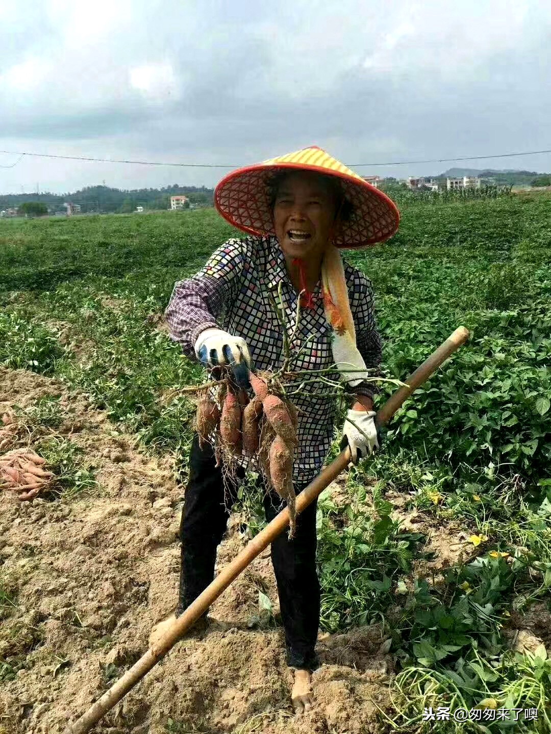 这薯王收购价高达10一斤，它究竟有何不一样？是一山村独有的特产