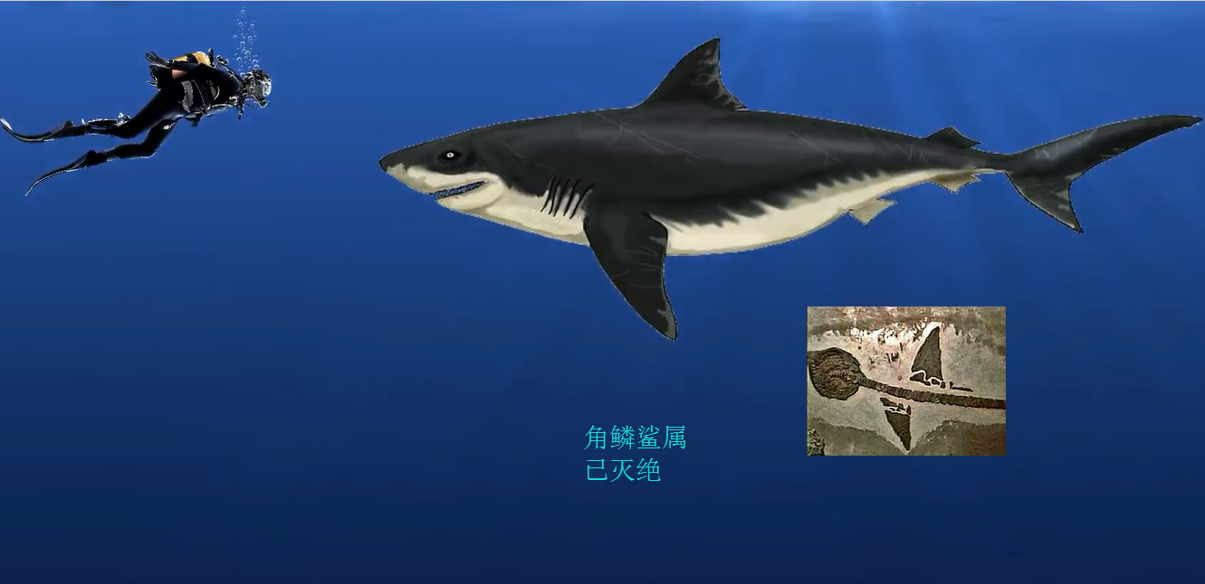 介绍鲨鱼的样子图片