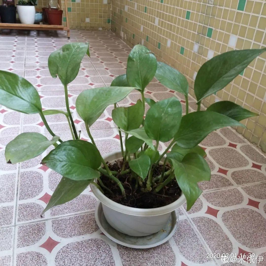 6种花特耐阴,光照不好也能养好,适合北阳台