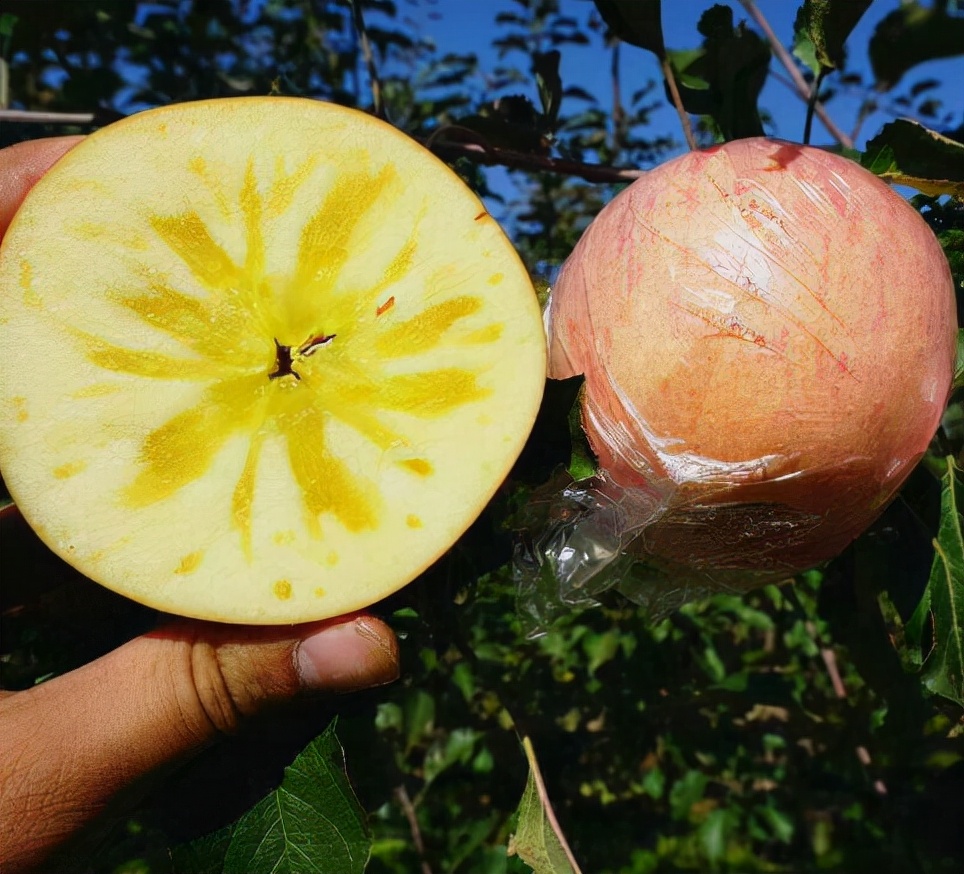 冰糖苹果的功效与作用（带你深入了解冰糖苹果的奥秘）