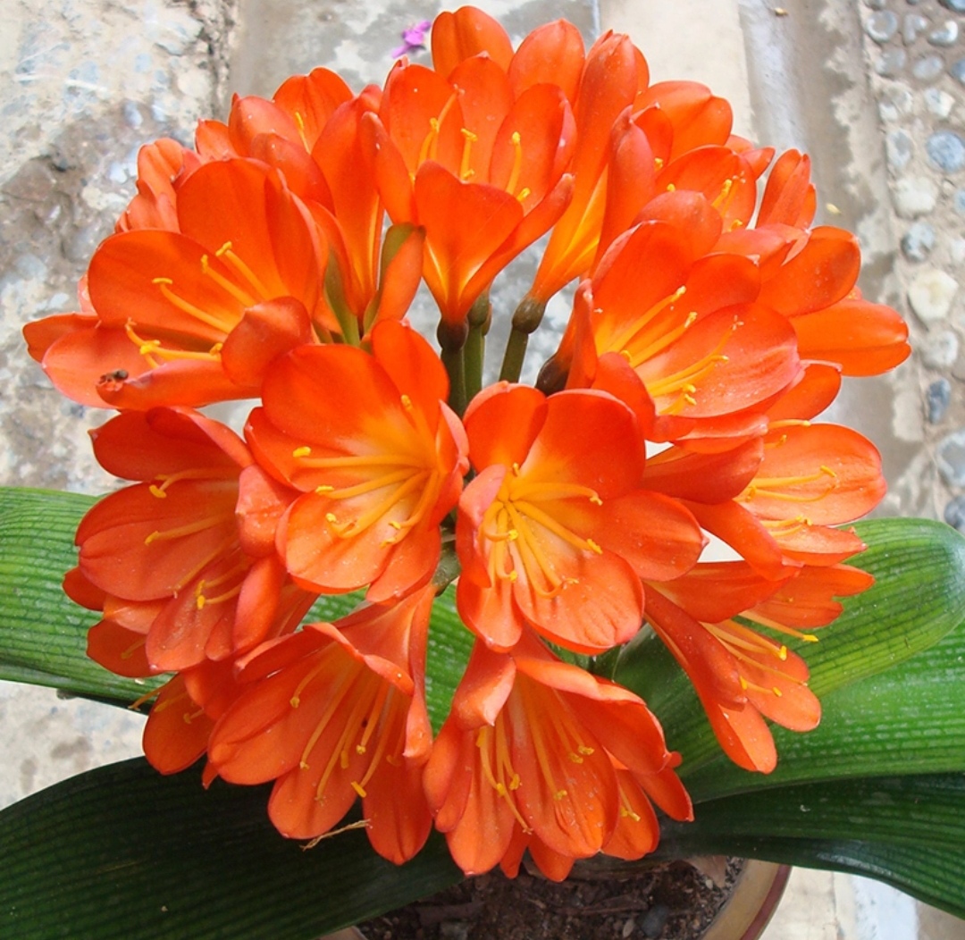 20种“懒人”花草，阳台客厅必备，好养好看，还能净化空气