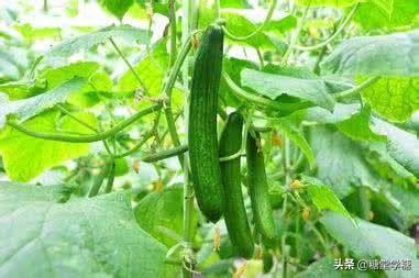 可还记得那年高考“丝瓜藤与肉豆须”给你留下的梗吗？