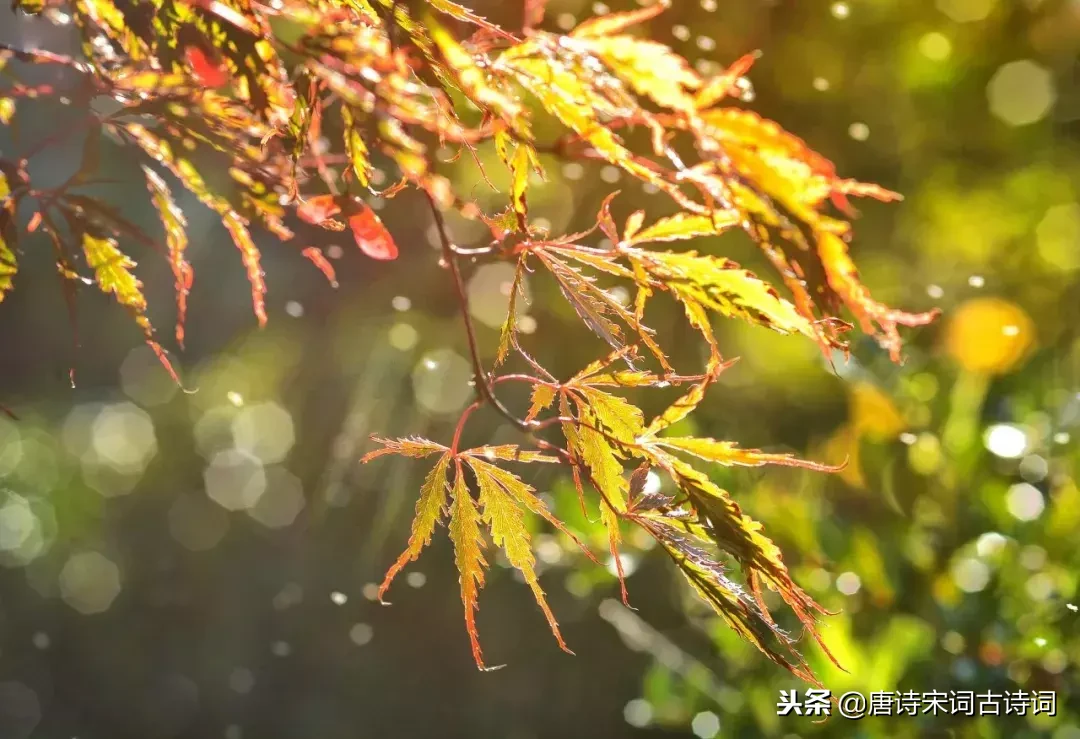 十首秋雨诗词，十种心情，你是哪一种？