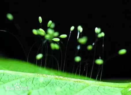 家中发现不明生物!有人说是三千年才开一次的花,有人说是虫……
