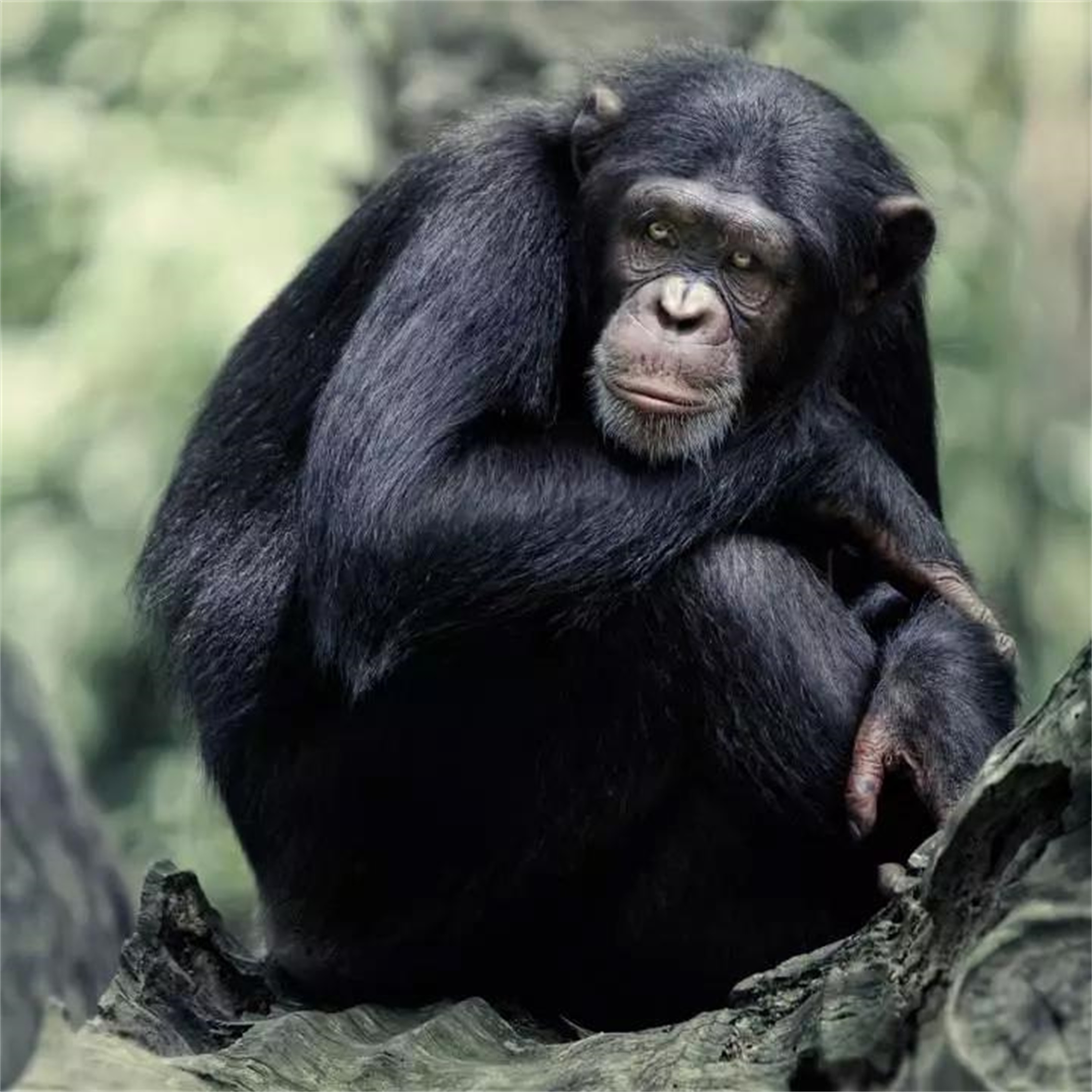 我们的身体里有什么？使我们与黑猩猩DNA产生了4%的不同