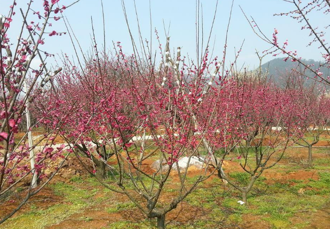 家中庭院播种梅花树苗，操作方法正确，三个月后即可满树开花